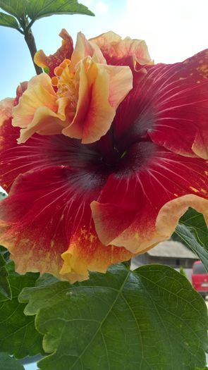 WP_20160807_12_37_01_Pro - Hibiscus Tahitian Spotted Sun