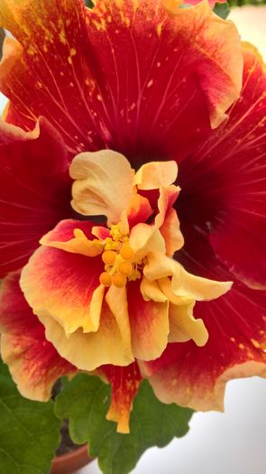 WP_20160807_12_37_09_Pro - Hibiscus Tahitian Spotted Sun