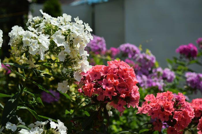 Phlox - 2016_August in Gradina mea