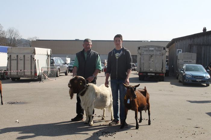 Boerul si Alpina la concurs-o876 - Rase de oi si capre poze deosebite-12