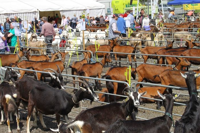 Capre multe multe-u7yy