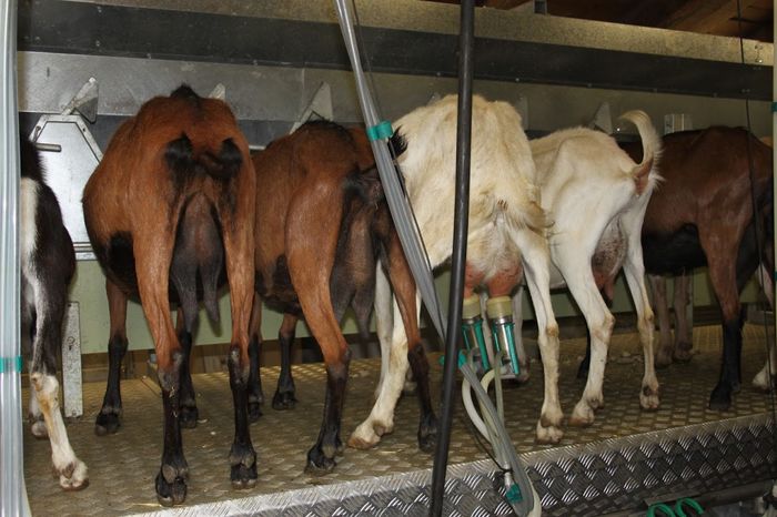 Caprele la muls mecanic-567