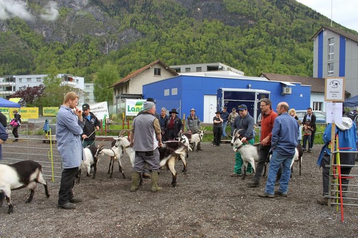 Caprele Paun frumoase-jyy7