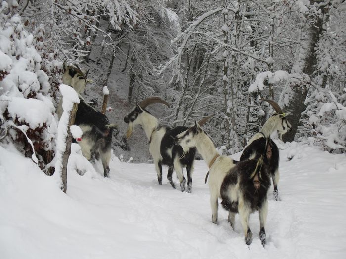 Caprele Paun in iarna-7df