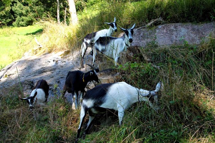 Capritele Paun la pascut-u766