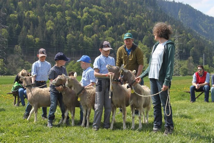 Copii cu capritele Toggenburg-7dh