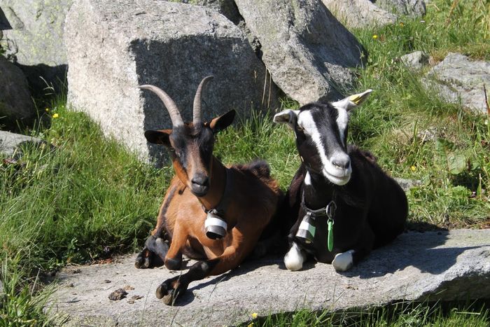 Doua surori la rumegat