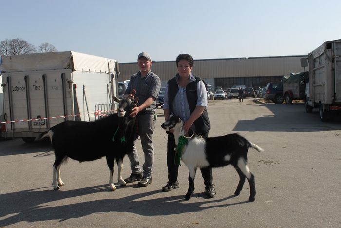 Frumuseti desigur-gj89