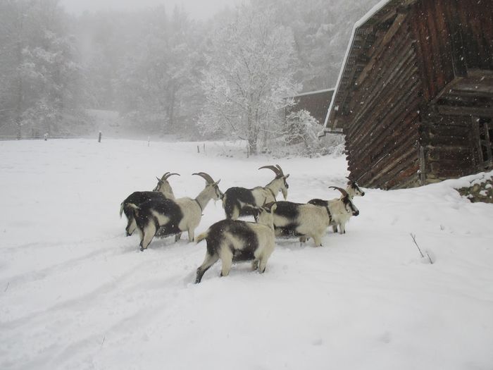 Gata cu cetina la adapost