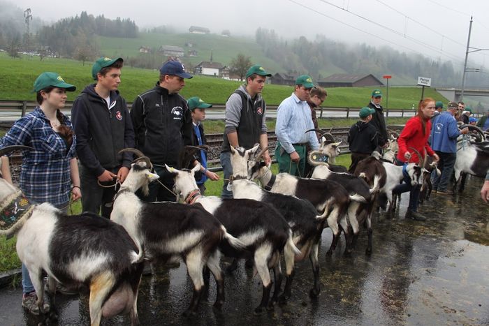 La concurs cu capritele-8xs