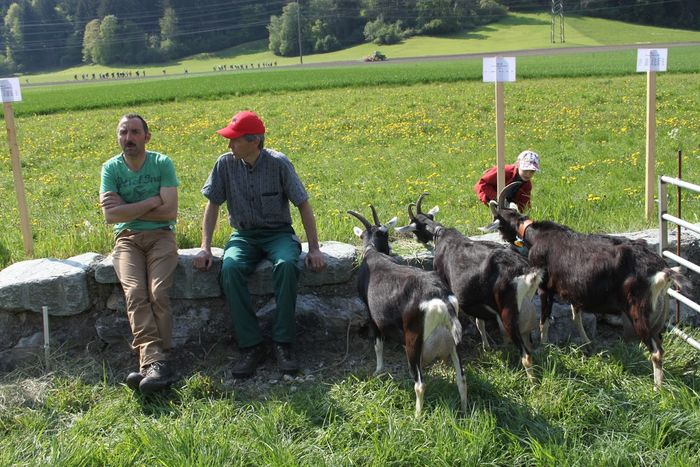 La povesti cu capritele