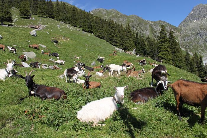 Pasune pentru capre de lapte