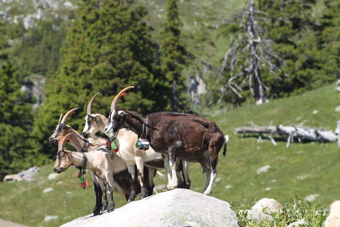 Pe o stanca echilibristica-544