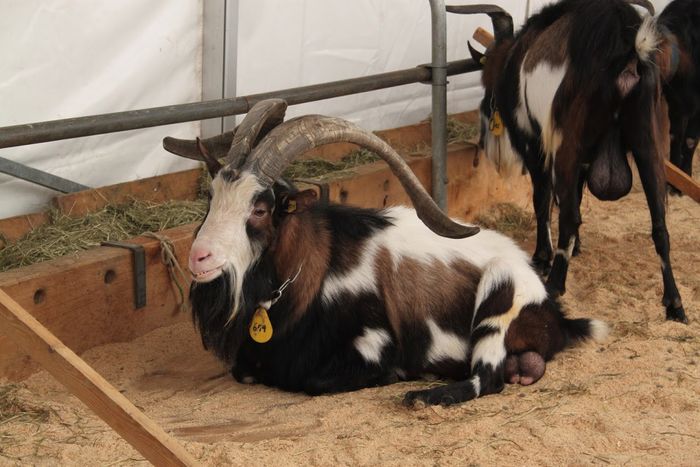 Tapi din rasa Tauernsckhen - Rase de oi si capre poze deosebite-12