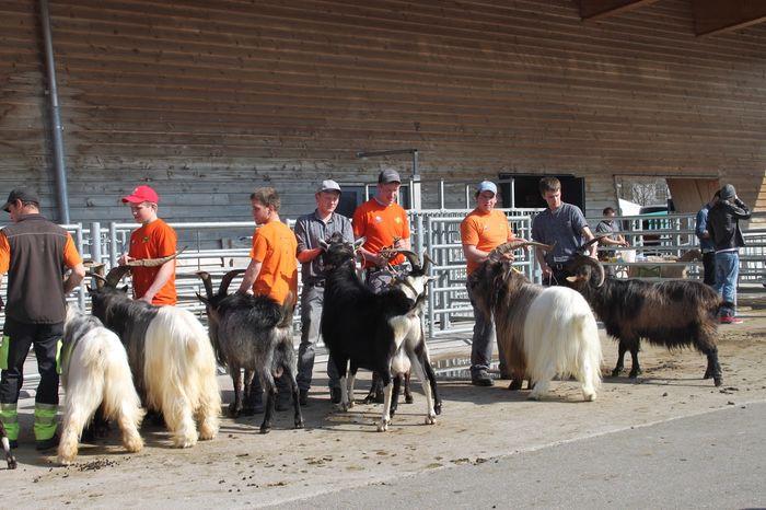 Tapii la  concurs-hb76 - Rase de oi si capre poze deosebite-12