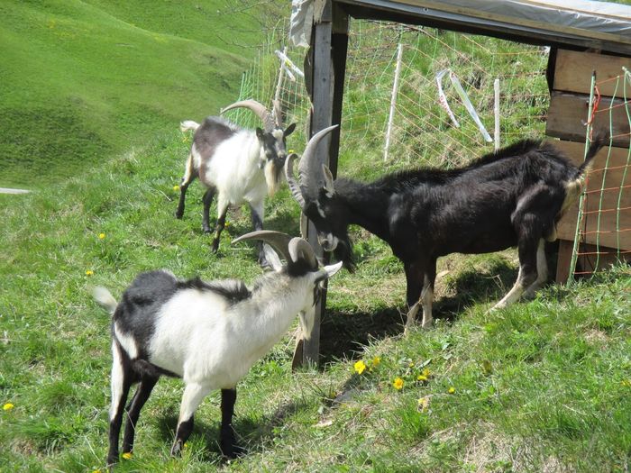 Tapii tineri - Rase de oi si capre poze deosebite-12