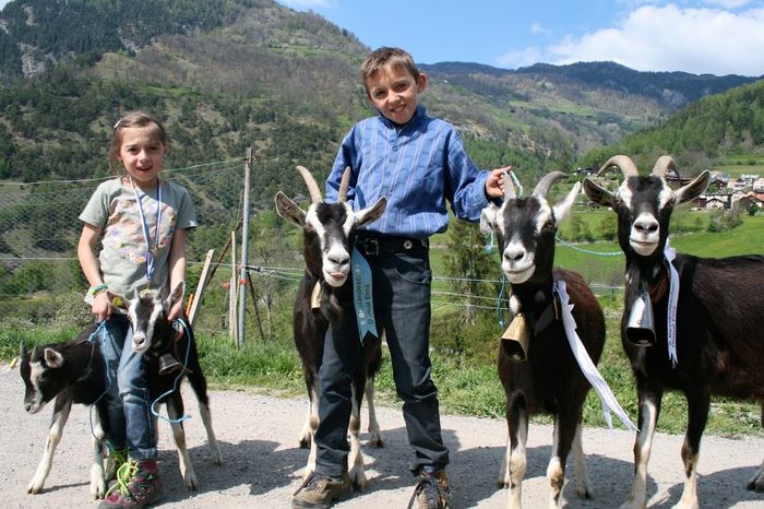 Tine-o bine ca o scapi...... - Rase de oi si capre poze deosebite-12