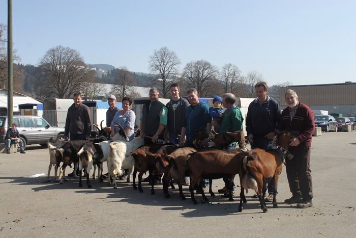 Toti zambesc satisfacator-95tt - Rase de oi si capre poze deosebite-12