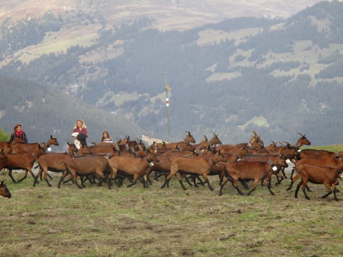 Turma de Alpine-8gvv - Rase de oi si capre poze deosebite-12