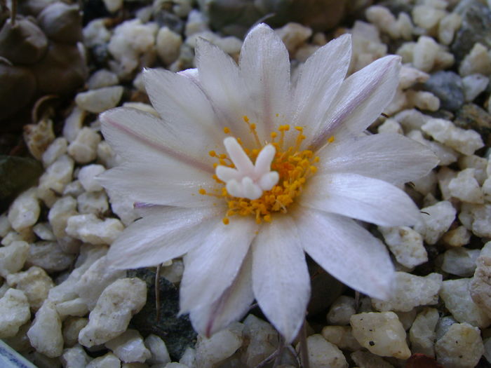 Turbinicarpus macrochele v. kupcakii - Cactusi 2016