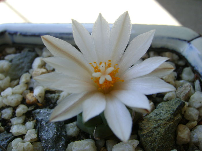 Turbinicarpus macrochele v. kupcakii - Cactusi 2016