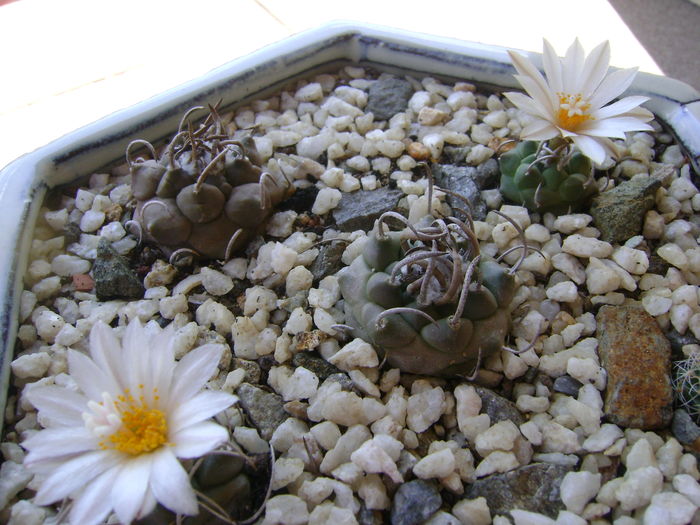 Grup de 6 Turbinicarpus - Cactusi 2016
