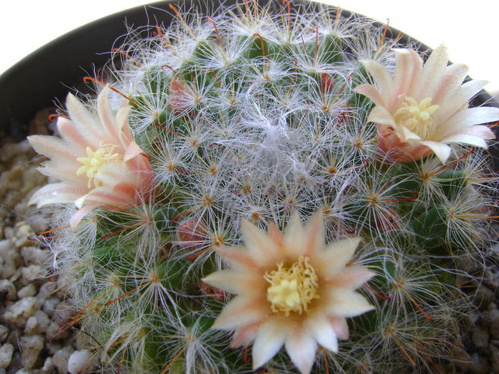 Mammillaria bocasana - Cactusi 2016