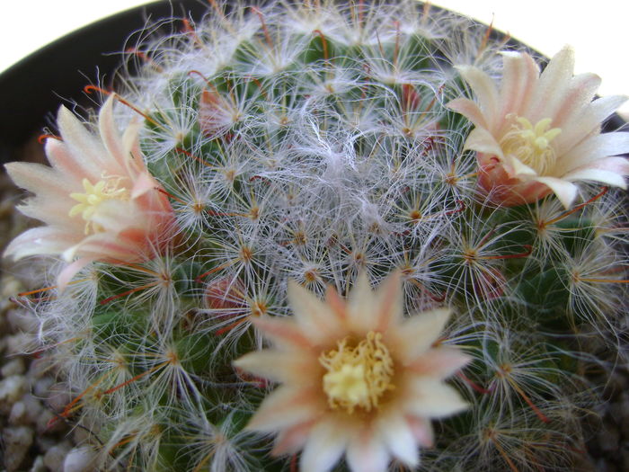 Mammillaria bocasana - Cactusi 2016