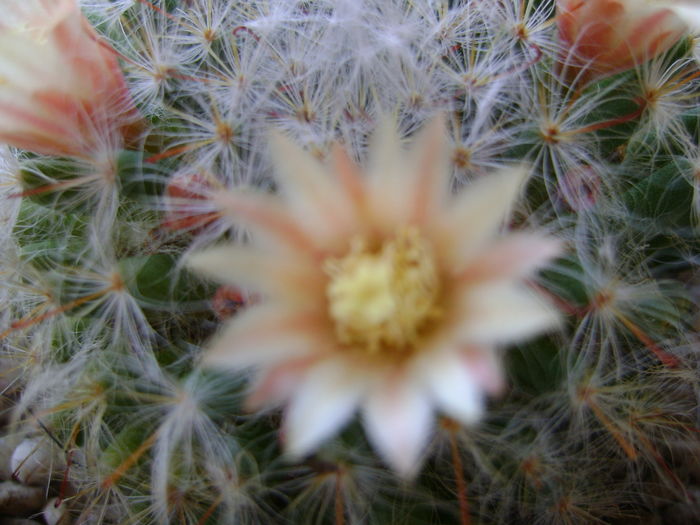 Mammillaria bocasana - Cactusi 2016