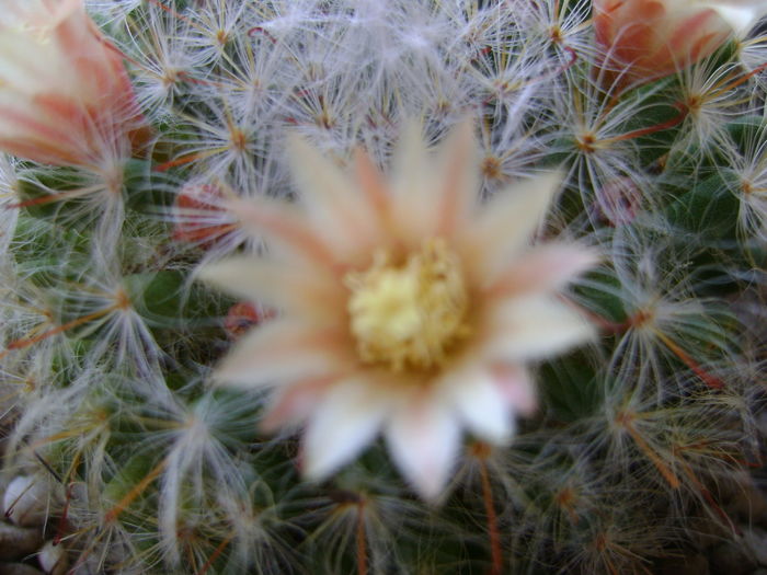 Mammillaria bocasana - Cactusi 2016