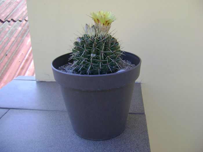 Notocactus mammulosus - Cactusi 2016