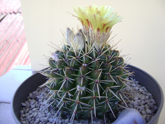 Notocactus mammulosus - Cactusi 2016