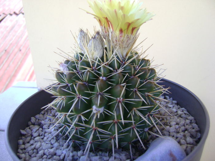 Notocactus mammulosus - Cactusi 2016