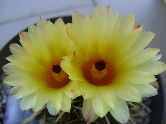 Notocactus mammulosus - Cactusi 2016
