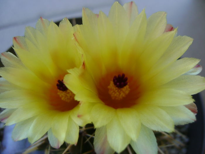 Notocactus mammulosus - Cactusi 2016