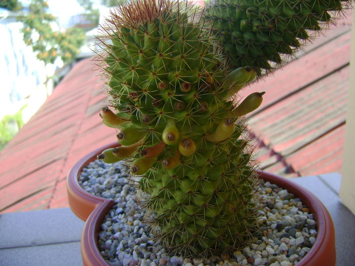 Mammillaria backebergiana