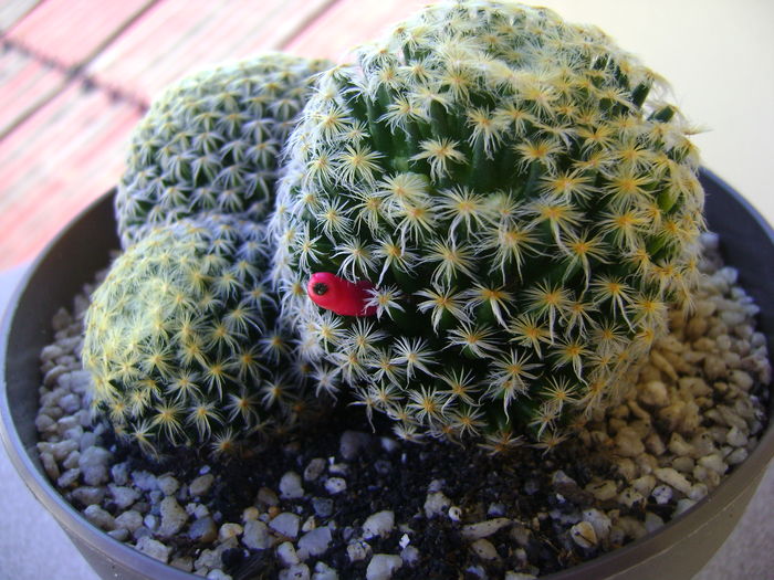 Mammillaria shiedeana