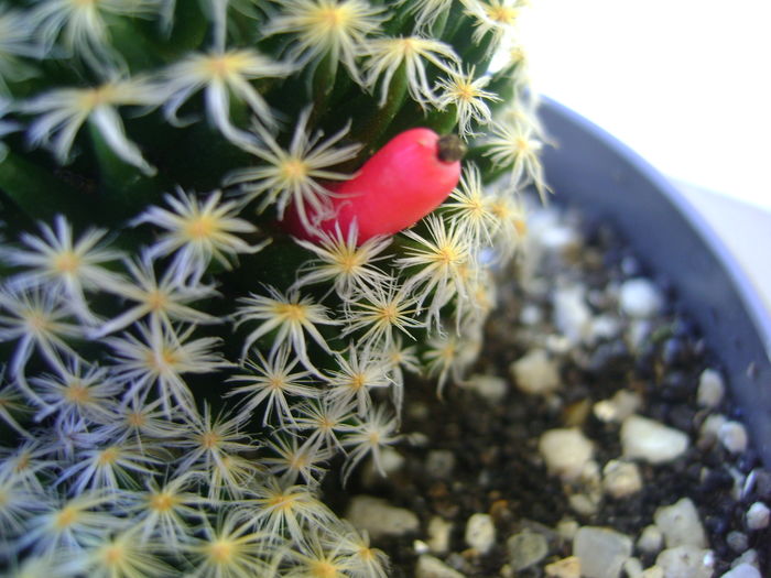 Mammillaria shiedeana