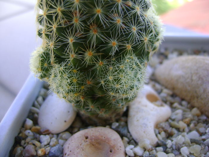 Mammillaria schiedeana ssp. giselae