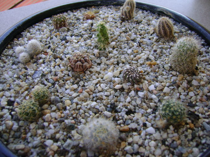 Grup de cactusi; Gymno. asterium v. minimum, Echinopsis peruviana, Chamaelobivia, Coryphanta, Echinocereus pentalophus, Mamm. oteroi, Geohintonia mexicana, Escobaria leei, etc
