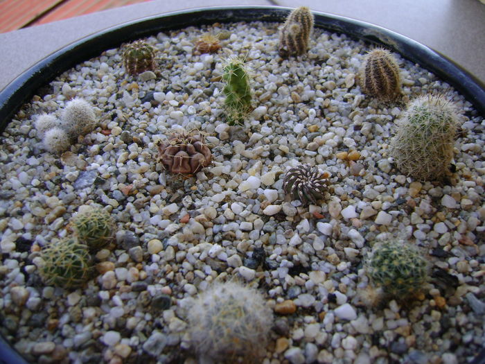 Grup de cactusi; Gymno. asterium v. minimum, Echinopsis peruviana, Chamaelobivia, Coryphanta, Echinocereus pentalophus, Mamm. oteroi, Geohintonia mexicana, Escobaria leei, etc
