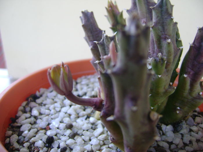 Stapelia hb. berlinensis, boboc