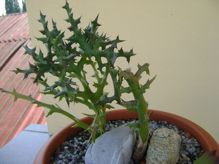 Euphorbia stenoclada