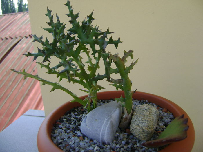 Euphorbia stenoclada