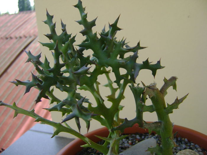 Euphorbia stenoclada