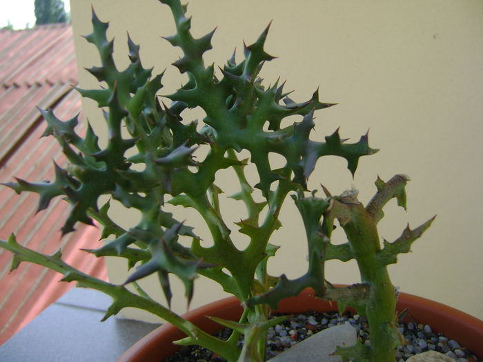 Euphorbia stenoclada