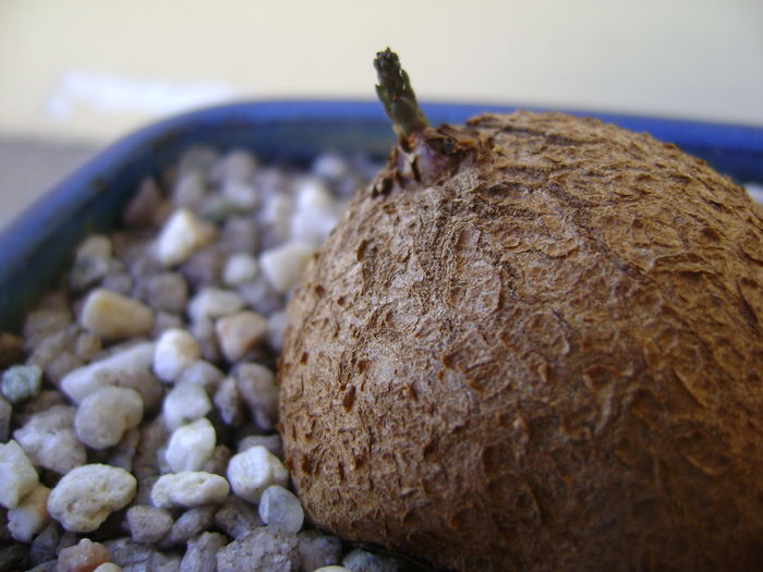 Dioscorea elephantipes, inceput de vegetatie; 8 aug. 2016
