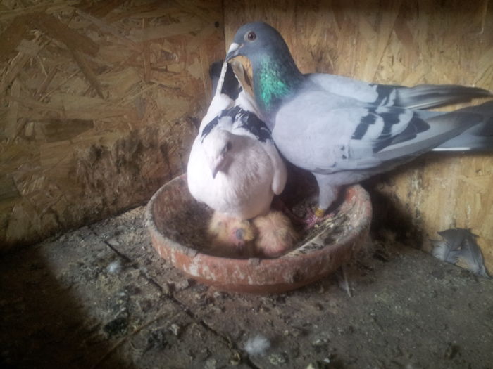 20160807_160749; 2009 vanata
