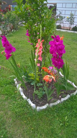 WP_20160807_15_20_33_Pro - Gladiole 2016