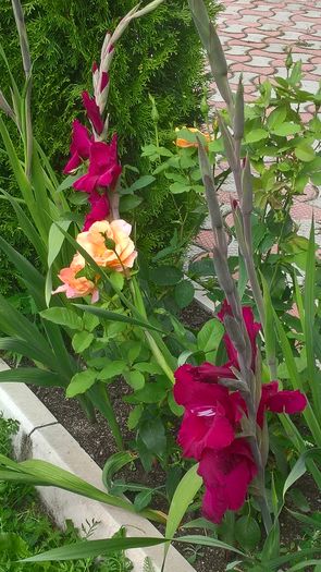 WP_20160807_15_19_19_Pro - Gladiole 2016